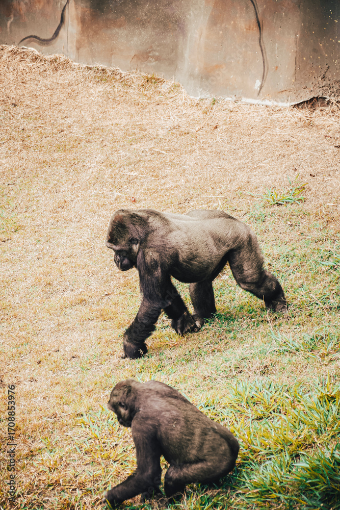 Naklejka premium GORILLA