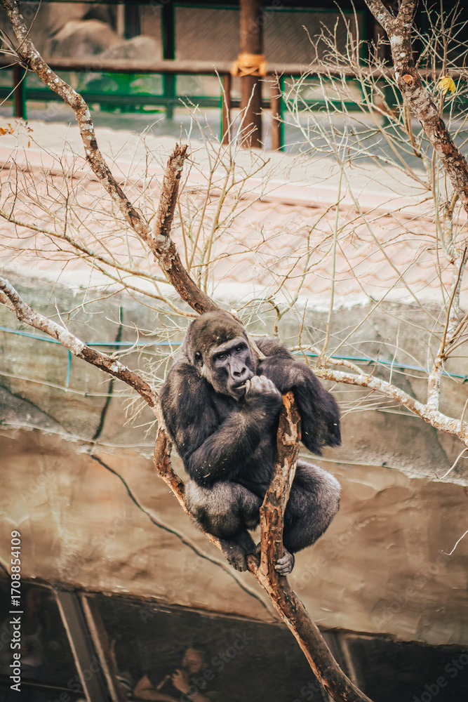 Naklejka premium GORILLA