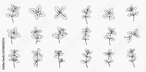 A collection of hand-drawn oregano or marjoram sprigs, showcasing various botanical line art illustrations of the culinary herb.