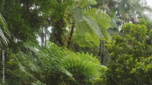 greenery of a Hawaiian botanical garden, featuring lush rainforest foliage, towering tree ferns, and exotic plants. This footage captures the serene and verdant beauty of nature in Hawaii, perfect for
