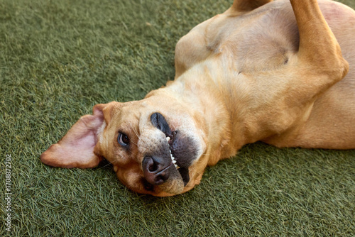 Naughty, mischievous dog portrait