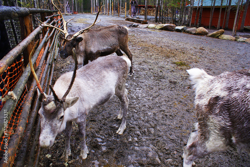 Reindeer in a zoo, caribou in North America, wild animal, nature.