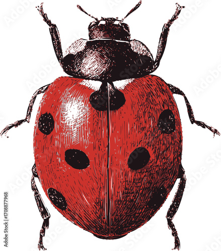 Ladybug sketch hand drawn vector with detailed red and black spotted wings — stock vector