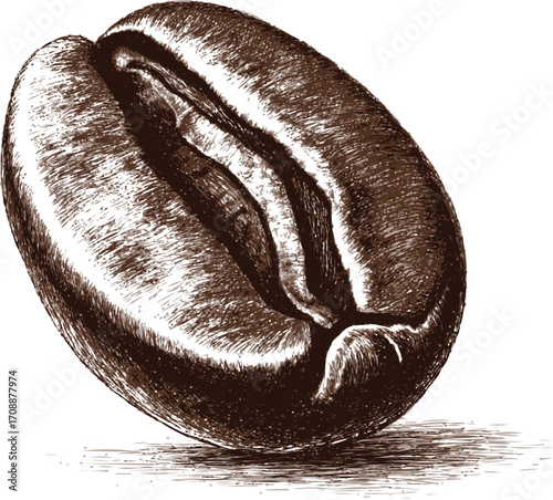 Coffee bean sketch hand drawn detailed engraving style isolated on white — stock vector