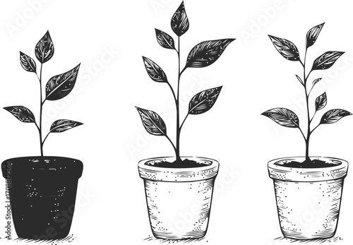 Potted plant sketch hand drawn style with three leafy houseplants in ceramic pots — stock vector