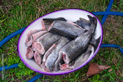 a bowl of freshly caught and cleaned rainbow trout