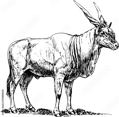 goat on white background