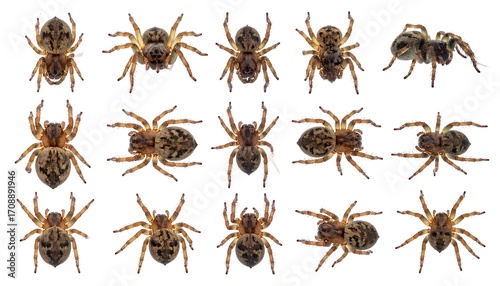 Spiders in a grid pattern