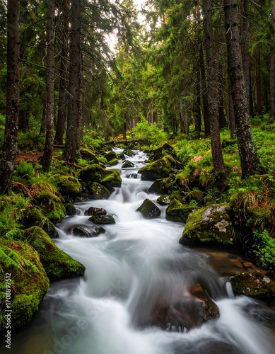 Forest stream flowing through rocks