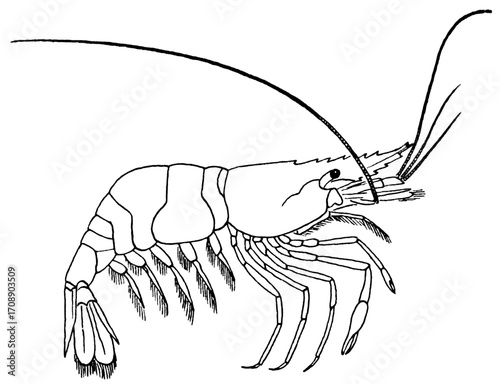 vector illustration of a shrimp