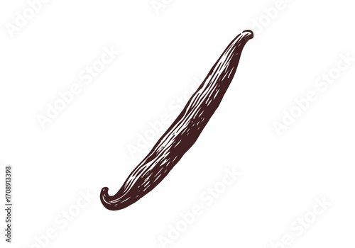 Vanilla Pod hand drawn sketch vector illustration