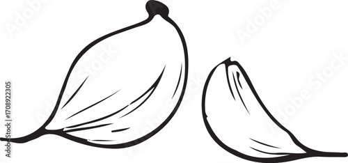 Garlic Vector Illustration, Sketch Drawing Line Linear Symbol Icon Engraving Coloring Book, Hand-drawn Doodle Black and White Isolated