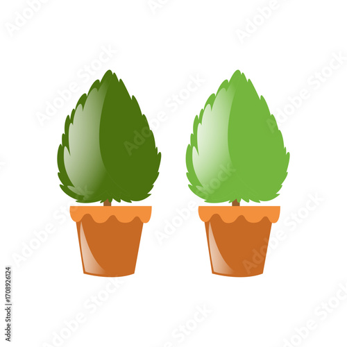 A pair of decorative green houseplants in pots for a fresh natural concept