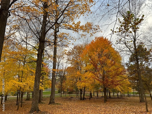 autumn in the park