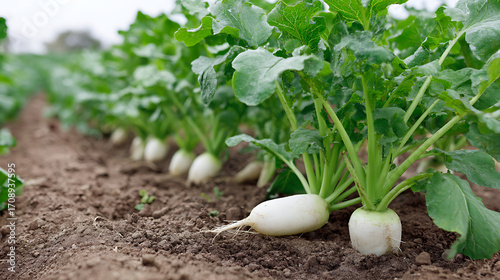 White radish vegetable growing in soil with green leaves in farm field outdoor