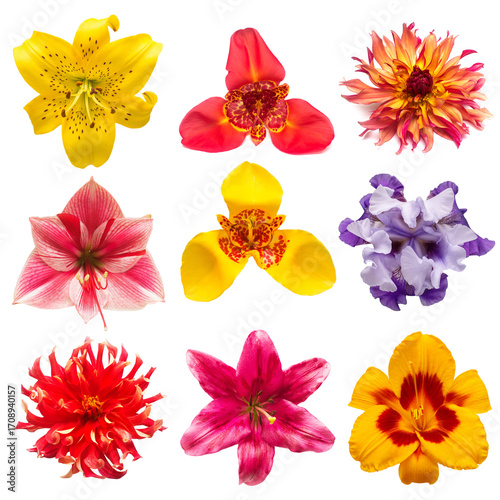 Flowers head collection of beautiful lily, tigridia, dahlia, amaryllis, iris, lily, daylily isolated on white background. Top view, flat design, florist business concept