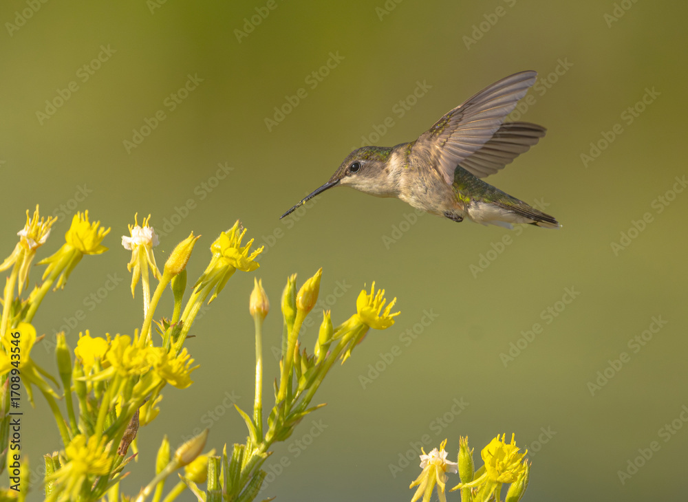 Fototapeta premium Hummingbird And Wild Flower