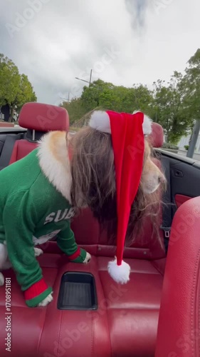 Adorable Labrador in a Christmas sweater and Santa hat enjoys a joyful car ride in a convertible. A cozy holiday moment that captures the warmth and spirit of family celebrations.