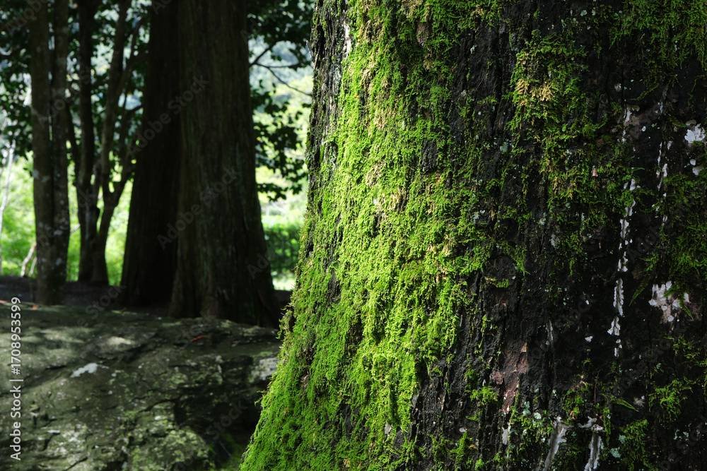 Fototapeta premium 苔の付いた大木に木漏れ日があたる