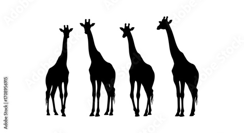 Four giraffe silhouettes standing side by side in a row against a plain white setting view image