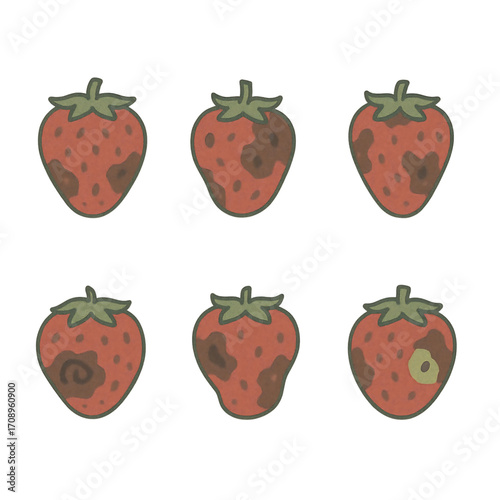 Rotten Strawberry Cute Cartoon Vector Illustration, Strawberry Decay Stages Flat Minimalist Vector Icons, Spoiled Strawberry Fruit Hand Drawn Food Waste Illustration
