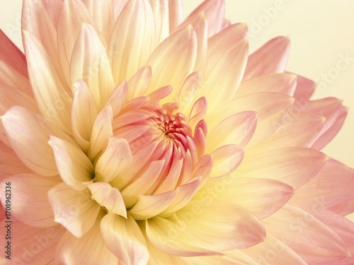 Close - up of Pink - Yellow Gradient Dahlia, for Floral - Themed Design, Wedding Materials, Romantic Atmosphere Creation