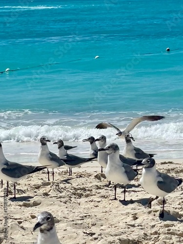 seagulls on the beach