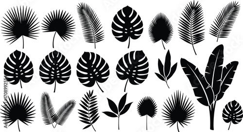 Tropical palm leaves and monstera silhouettes collection, exotic botanical foliage, tropical plants vector set, summer jungle leaves design elements