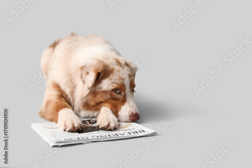 Cute Australian Shepherd do...