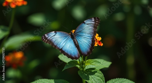 Beautiful blue morpho butterfly