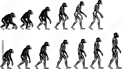 Evolution, primate, human, anatomy, skeleton, biology, anthropology, science, transition, upright, bipedal, fossil, history, species, development, illustration, comparative, posture, transformation