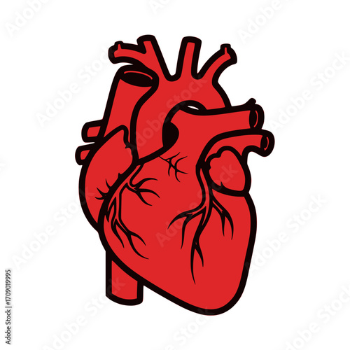 Anatomical Heart: Vivid depiction of a human heart, rendered in striking detail, symbolizing life and vitality. A powerful visual for medical and health related imagery.