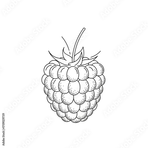 Line Art Drawing of a Raspberry with Stem and Leaves