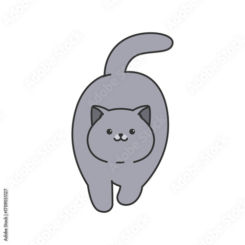 british shorthair illustration
