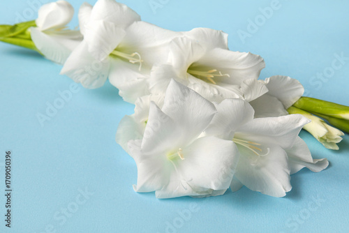 Elegant white gladiolus flo...