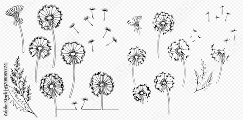 A collection of hand-drawn dandelion illustrations, featuring fluffy seed heads, leaves, and seeds blowing away in the wind.