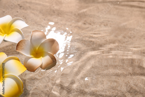 Photos Beautiful plumeria flowers in water on sand background
