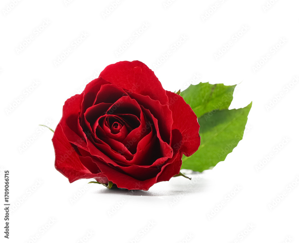 Fototapeta premium Beautiful red rose flower on white background