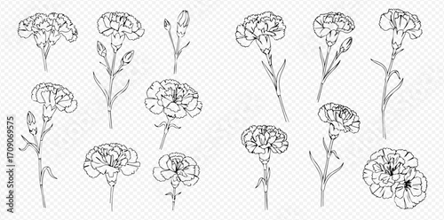 A collection of hand-drawn carnation flowers and buds, illustrated in a black and white line art sketch style on a transparent background.