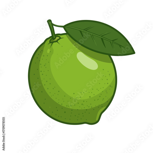 Fresh green lime fruit with leaf isolated on white background. Vector illustration