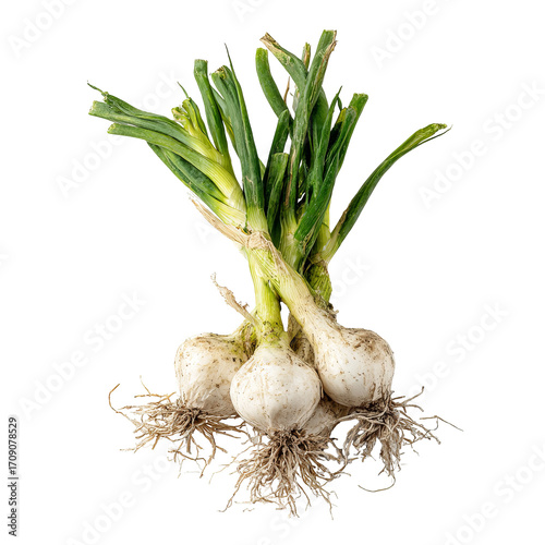 Wallpaper Mural Bunch of fresh garlic with roots Torontodigital.ca