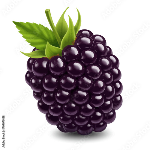 A single ripe juicy blackberry with fresh green leaves, a realistic and detailed vector fruit illustration isolated on a white background