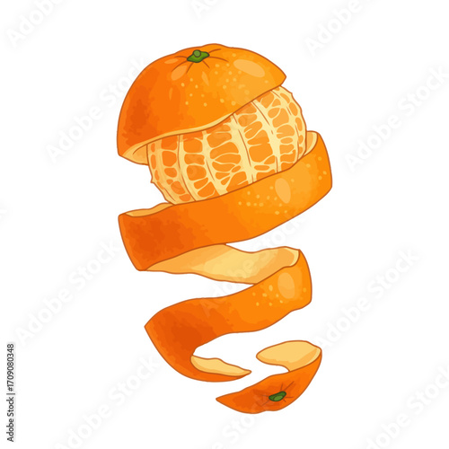 Fresh juicy mandarin orange illustration with a curling spiral peel on a white background