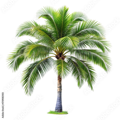 A vibrant illustration of a lush coconut palm tree on black