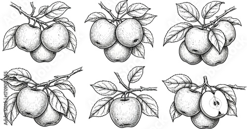 Apple tree branch drawing vector illustration botanical fruit design art