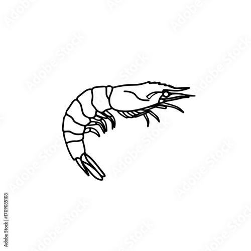 Elegant Line Art Drawing of a Single Shrimp