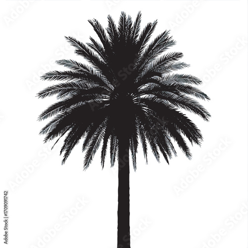 Black tropical palm tree silhouette vector illustration 