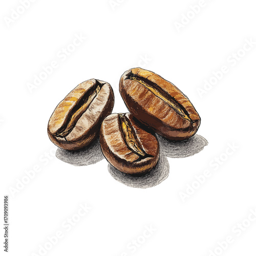 coffee beans hand drawn illustration