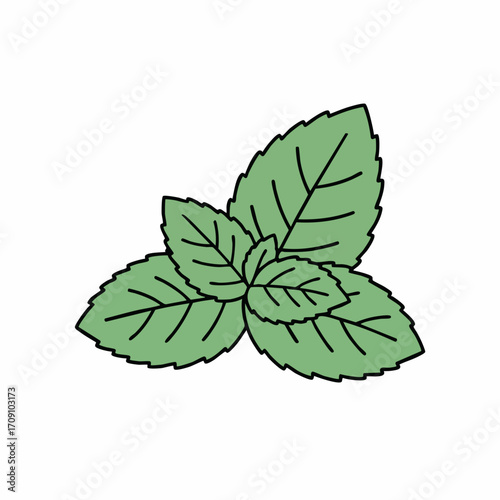 Fresh Mint Leaves in a Simple Illustration