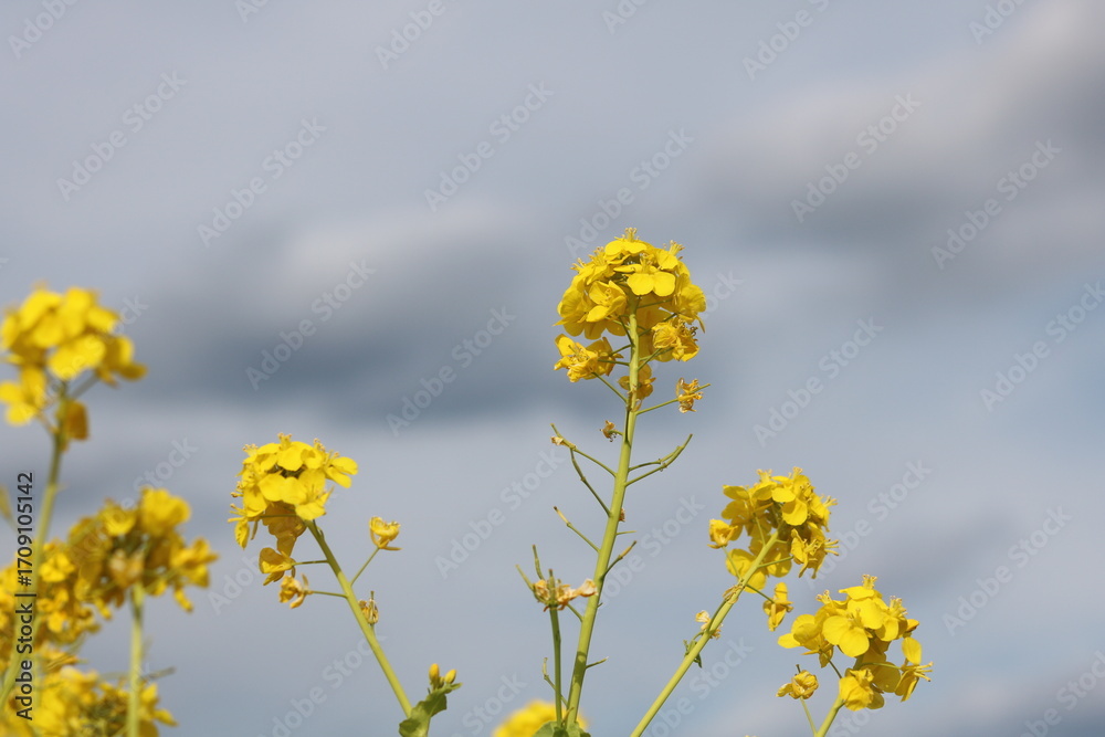 Obraz premium rape blossoms on blue sky background